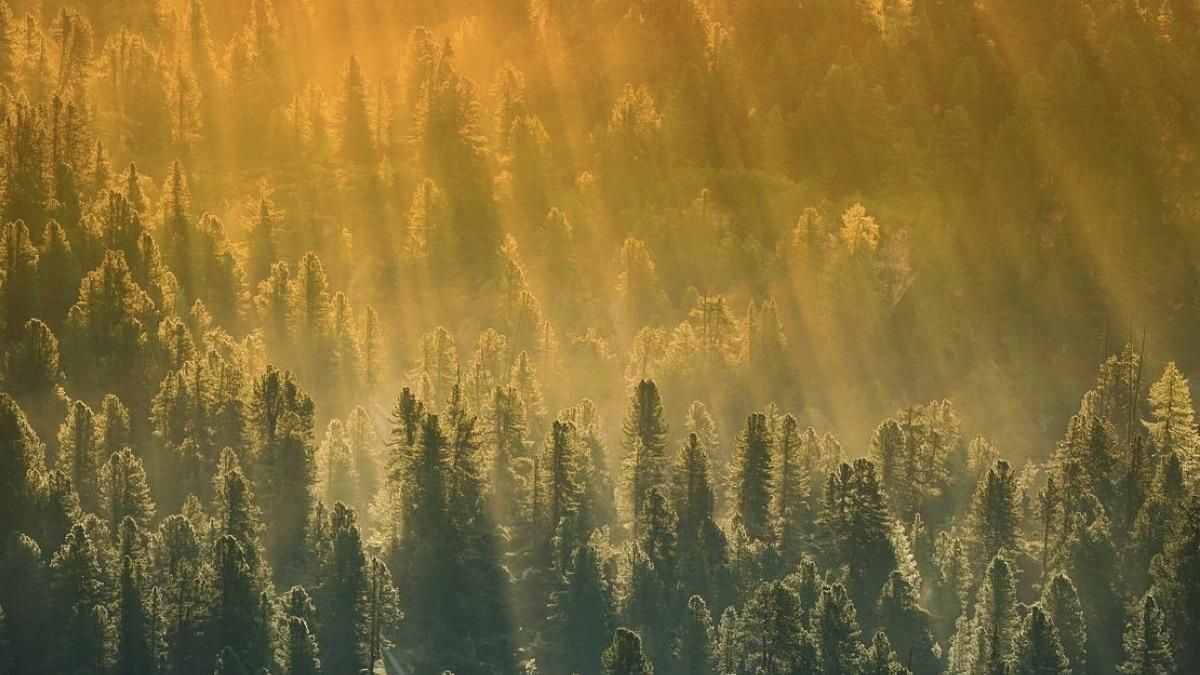 Погода 15 июля 2020 в Украине: какую погоду обещает синоптик Погода 15 июля 2020 в Украине: какую погоду обещает синоптик