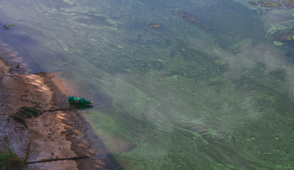 Цвітіння річок в Україні 2020: чому відбувається, чим небезпечно, фото Цвітіння річок в Україні 2020: чому відбувається, чим небезпечно, фото