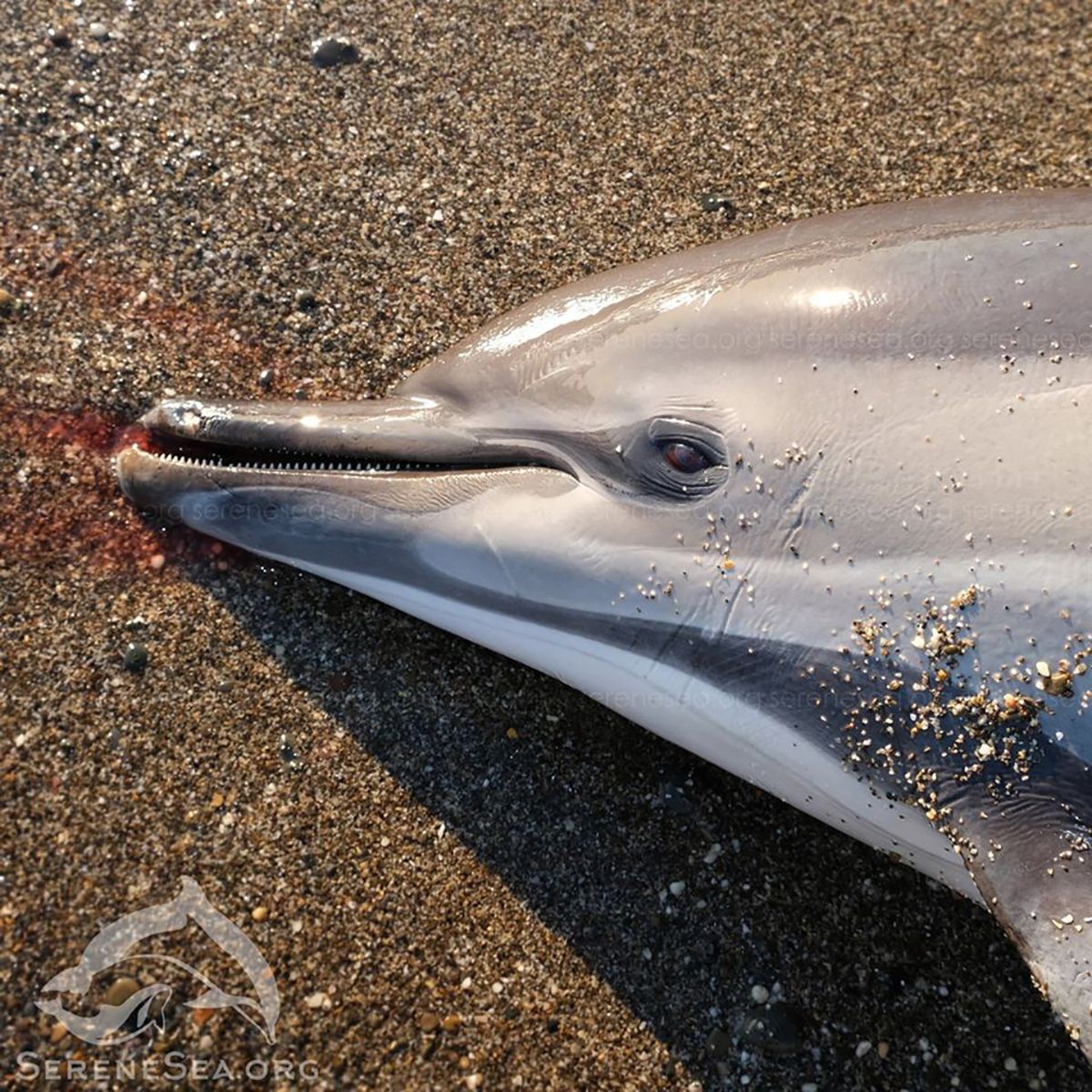В оккупированном Крыму находят дельфинов с порезами - фото - 24 канал