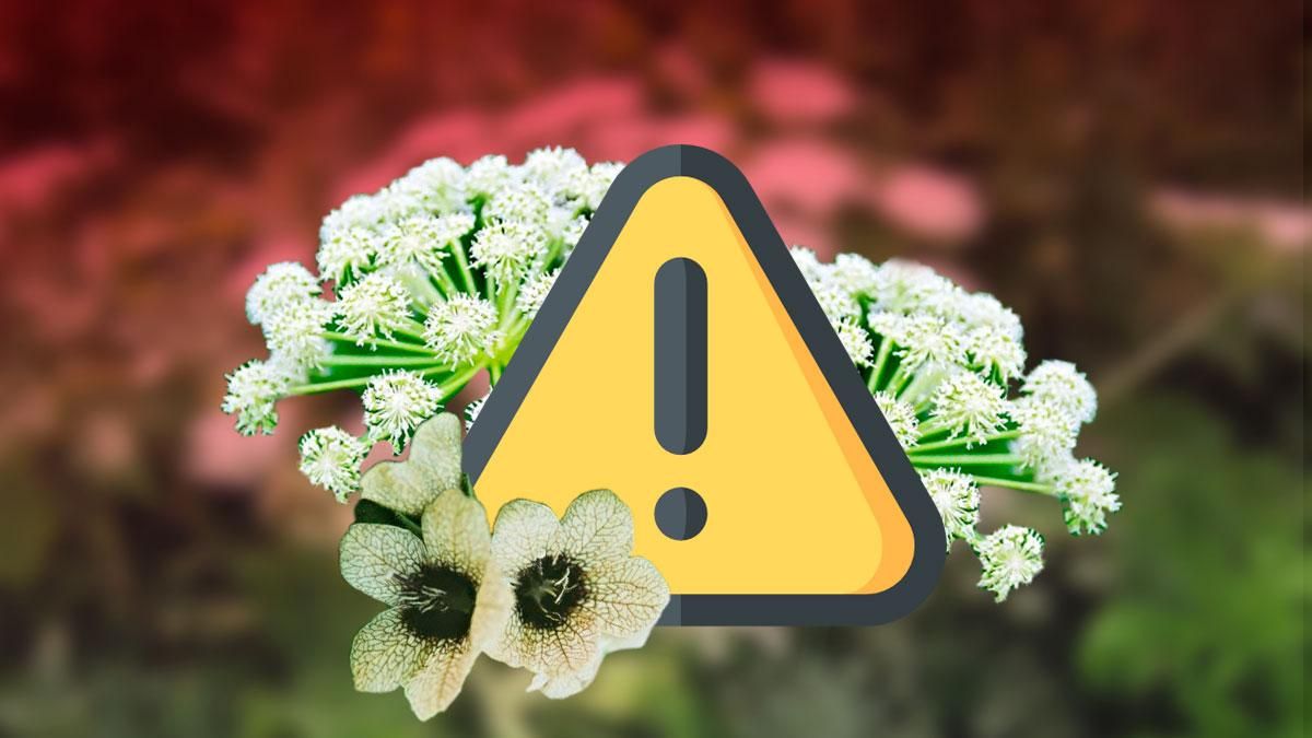 Найнебезпечніші рослини, які ростуть в Україні: інфографіка