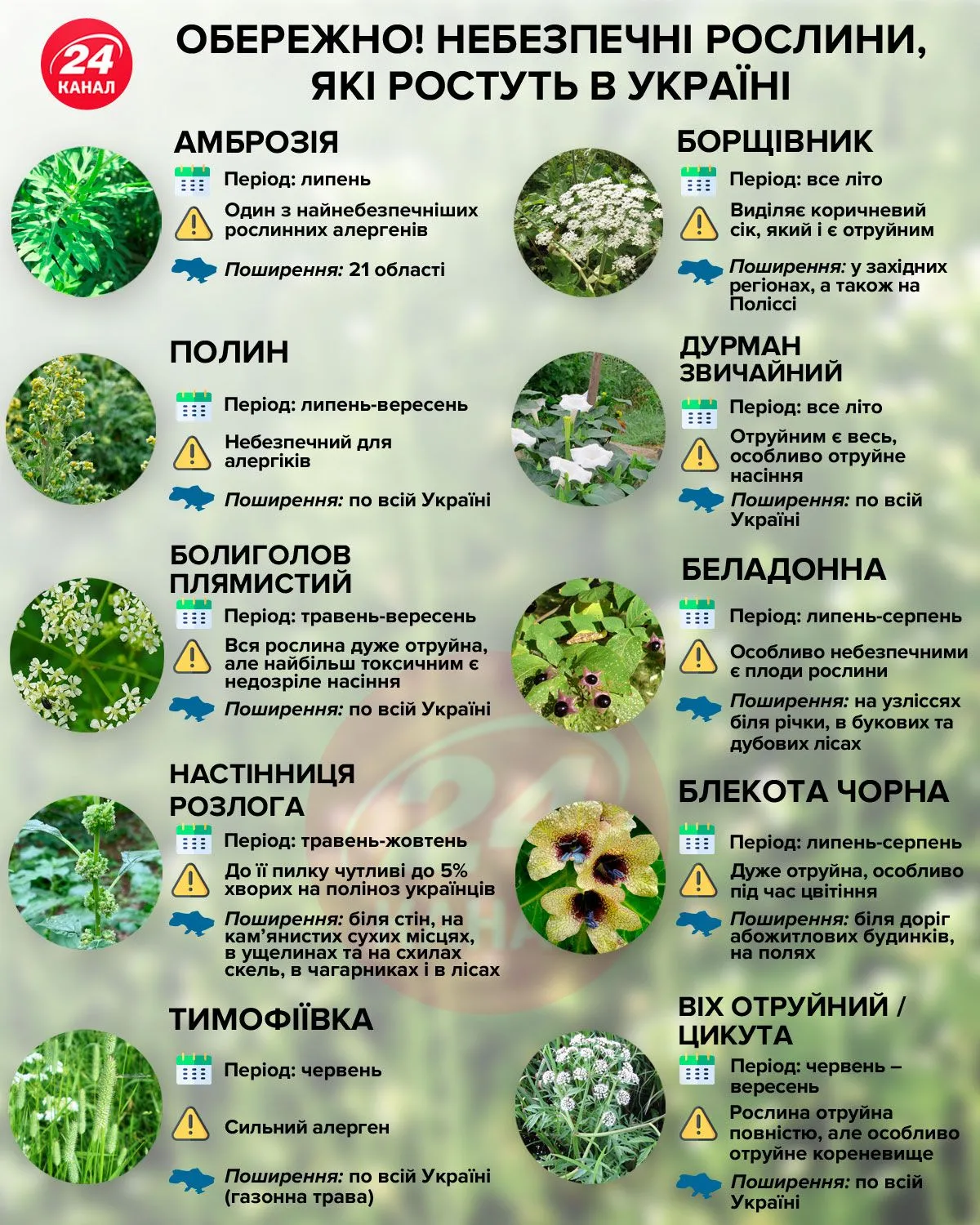 Небезпечні рослини інфографіка 24 канал