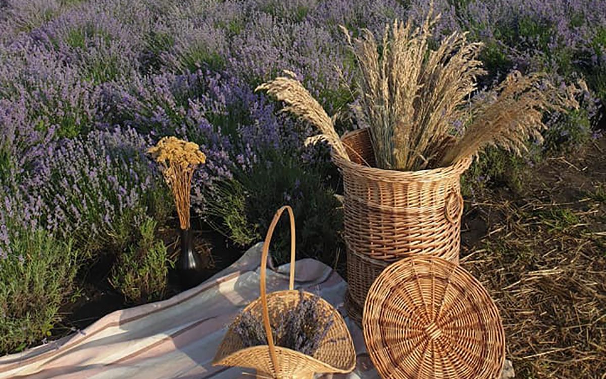 Лавандове поле і рідкісні квіти: вражаюче відео з саду під Тернополем Лавандове поле і рідкісні квіти: вражаюче відео з саду під Тернополем