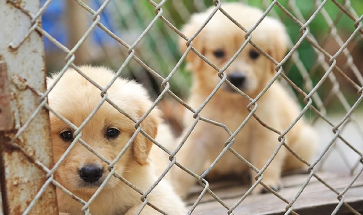 Борг у 700 тисяч гривень: як притулки для тварин виживають під час карантину Борг у 700 тисяч гривень: як притулки для тварин виживають під час карантину