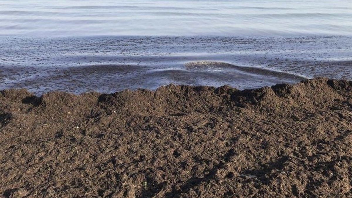 Пляжи Крыма превращаются в болото лето 2020: фото Пляжи Крыма превращаются в болото лето 2020: фото