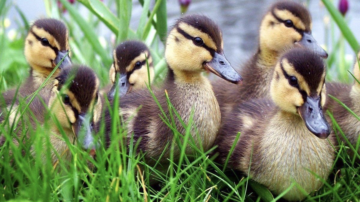 На Київщині поліцейські зупинили рух авто на трасі через зграю каченят: миле відео На Київщині поліцейські зупинили рух авто на трасі через зграю каченят: миле відео