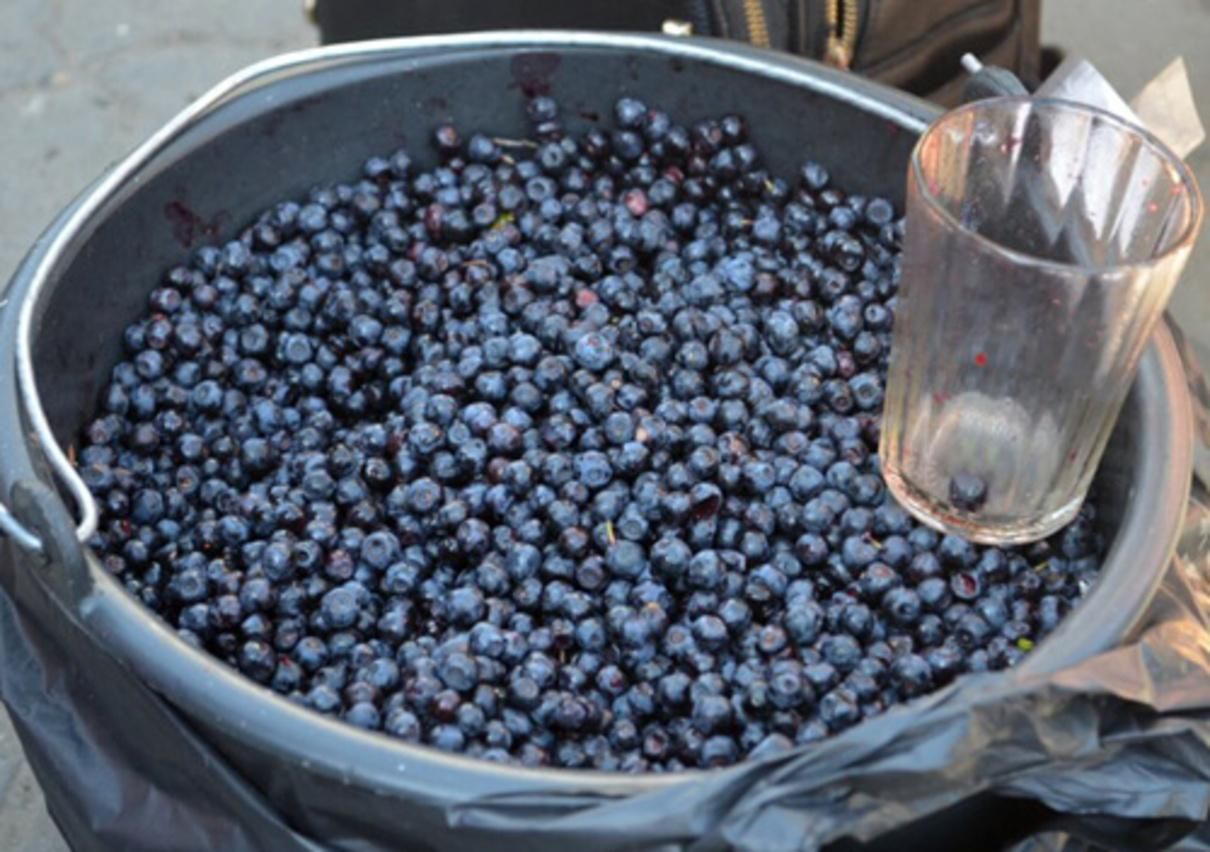 Чорниця з радіацією: з Чорнобильської зони на продаж везли 200 кілограмів ягід Чорниця з радіацією: з Чорнобильської зони на продаж везли 200 кілограмів ягід