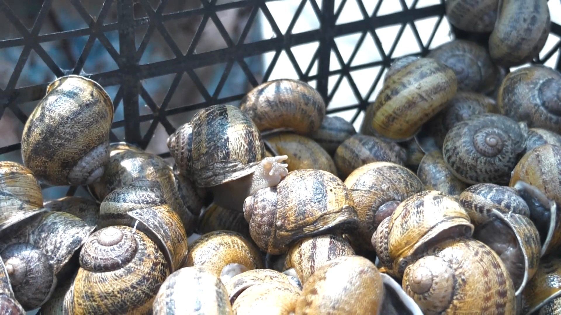 На Харківщині працює найбільша равликова ферма у Європі: дивовижні фото, відео