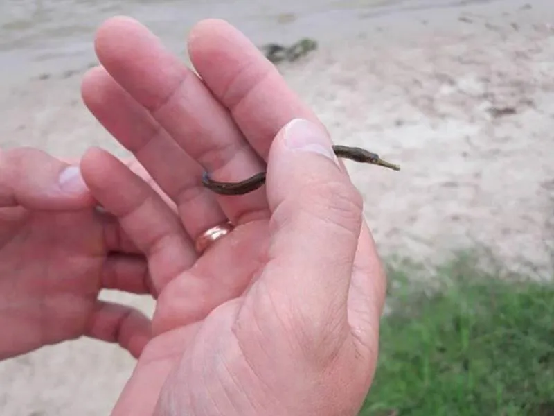 Морские жители в Днепре Морские жители в Днепре