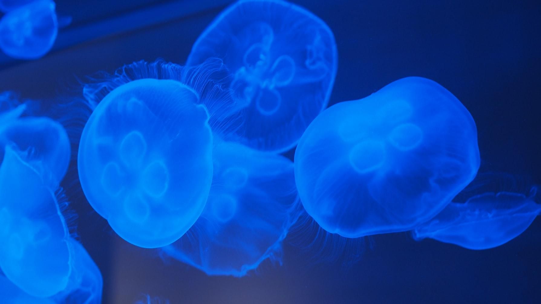 В реке Днепр в Киеве нашествие медуз: что вызвало эту аномалию – фото
