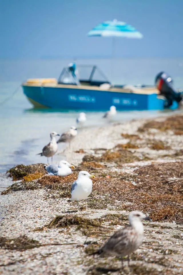 Птахи на острові Птахи на острові