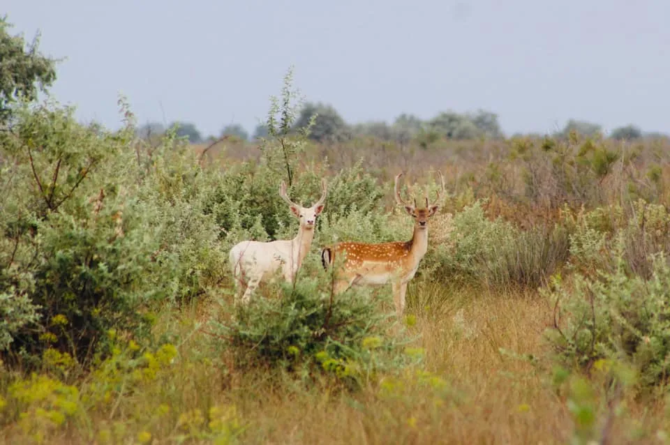 Тварини на острові Тварини на острові