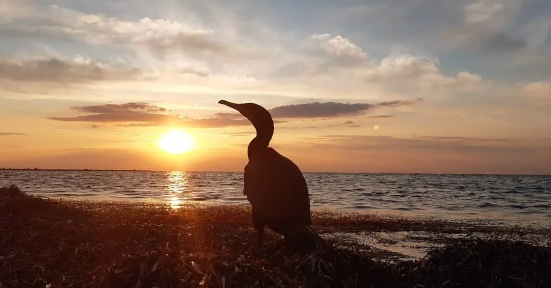 Птахи на острові Джа Птахи на острові Джа