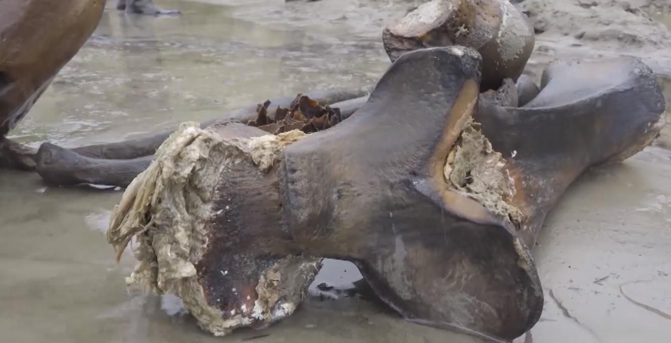 Останки взрослого мамонта нашли в России: он почти полностью сохранился – фото, видео