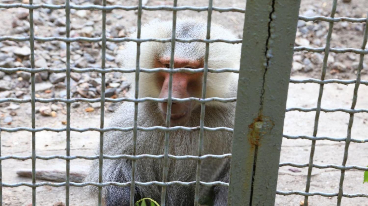 З зоопарку Одеси втекли 3 павіани: усі деталі З зоопарку Одеси втекли 3 павіани: усі деталі