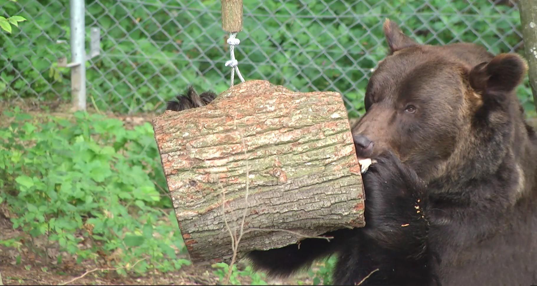 Тісна клітка і хворі зуби: притулок "Домажир" врятував двох ведмедів від жахливих умов