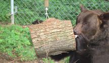 Тесная клетка и больные зубы: приют "Домажир" спас двух медведей от ужасных условий