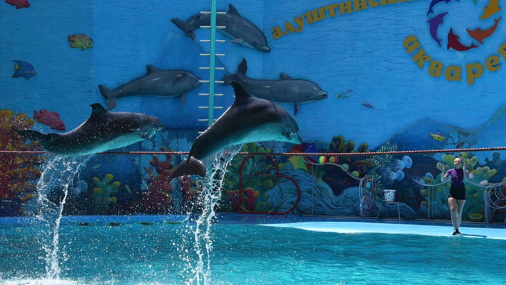 В окупованій Алушті розчленували дельфіна: що відомо В окупованій Алушті розчленували дельфіна: що відомо