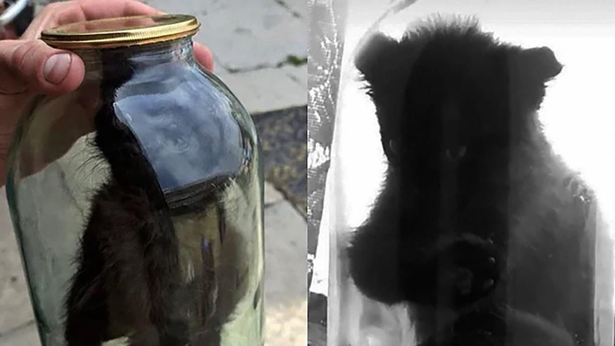 Закрыл котенка в 3-литровой банке: парень из Червонограда жестоко поиздевался над животным