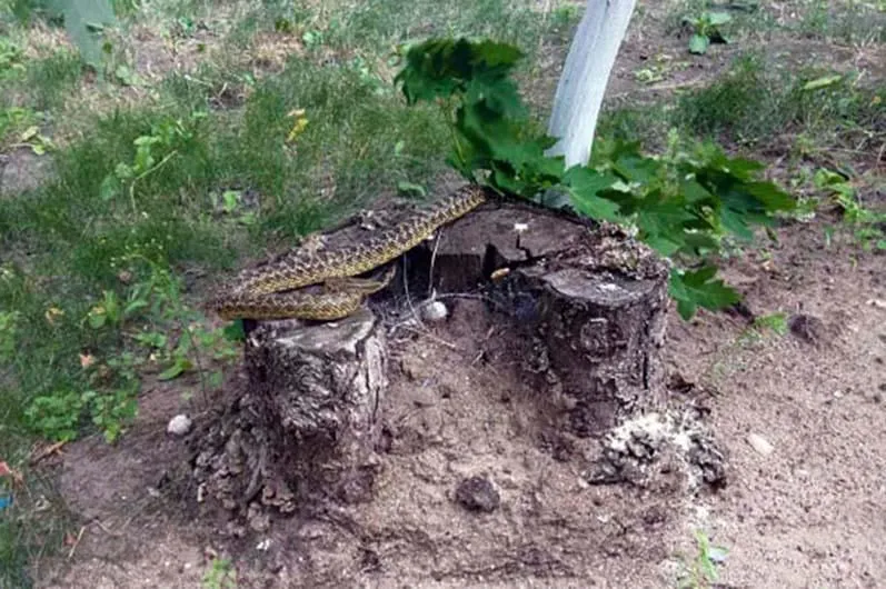 У Дніпрі посеред вулиці повзала півтораметрова змія У Дніпрі посеред вулиці повзала півтораметрова змія