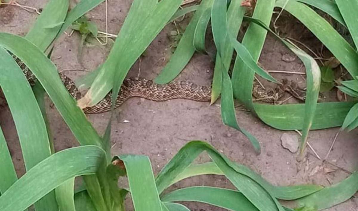 В Днепре посреди улицы поймали полутораметровую змею: видео В Днепре посреди улицы поймали полутораметровую змею: видео