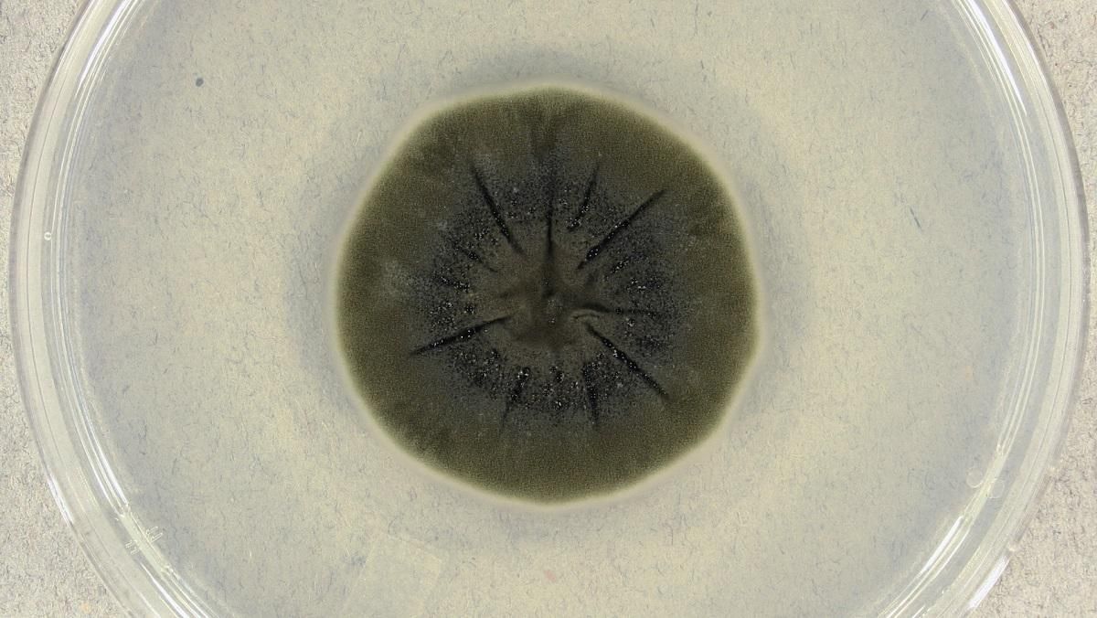 Чернобыльская плесень может защитить космонавтов от радиации во время путешествия на Марс Чернобыльская плесень может защитить космонавтов от радиации во время путешествия на Марс