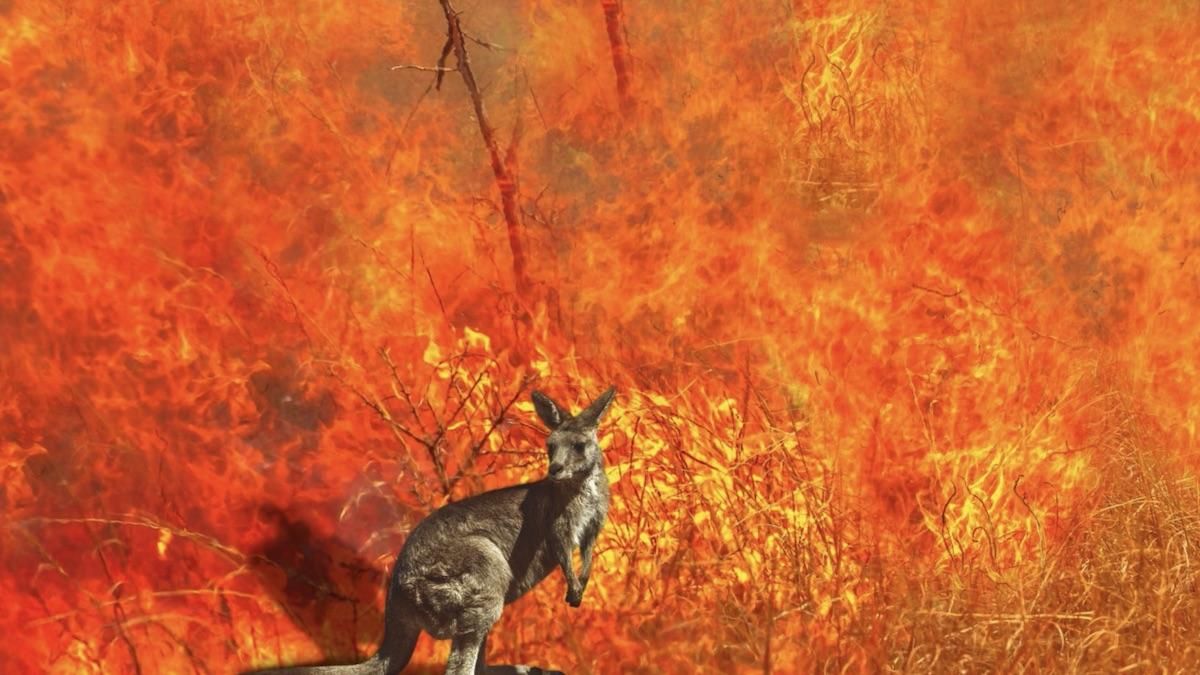 Пожежі в Австралії: скільки тварин загинуло, цифри Пожежі в Австралії: скільки тварин загинуло, цифри