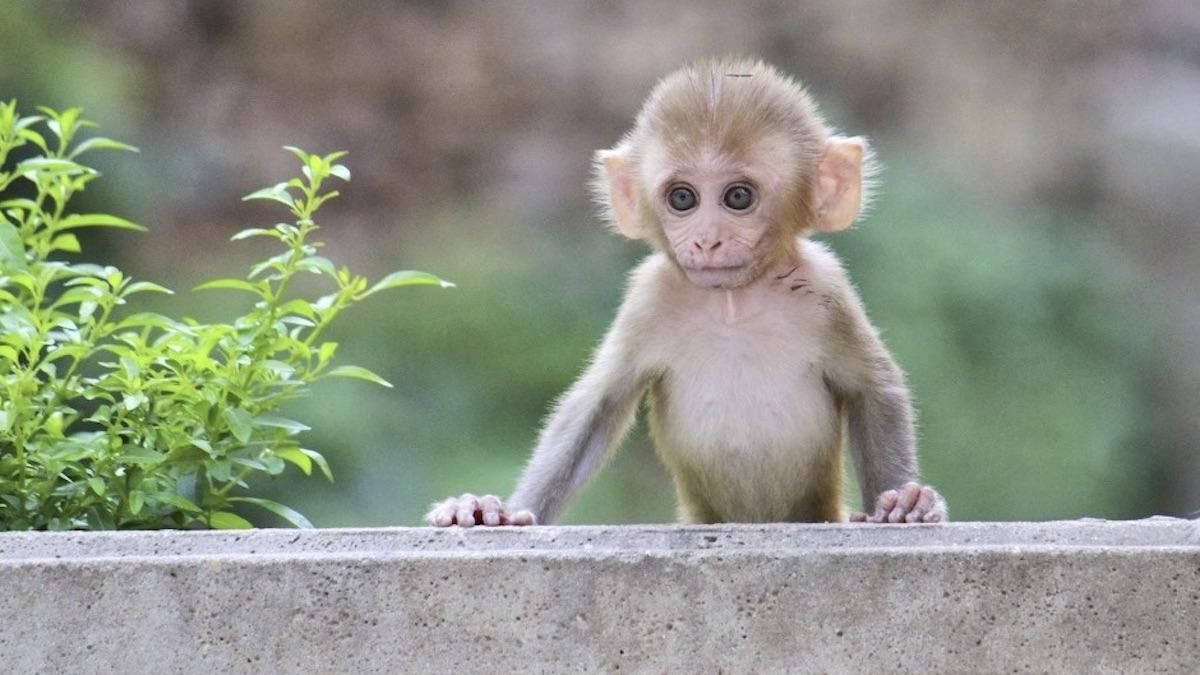 У Києві не рекомендують використовувати тварин для фото та відео У Києві не рекомендують використовувати тварин для фото та відео