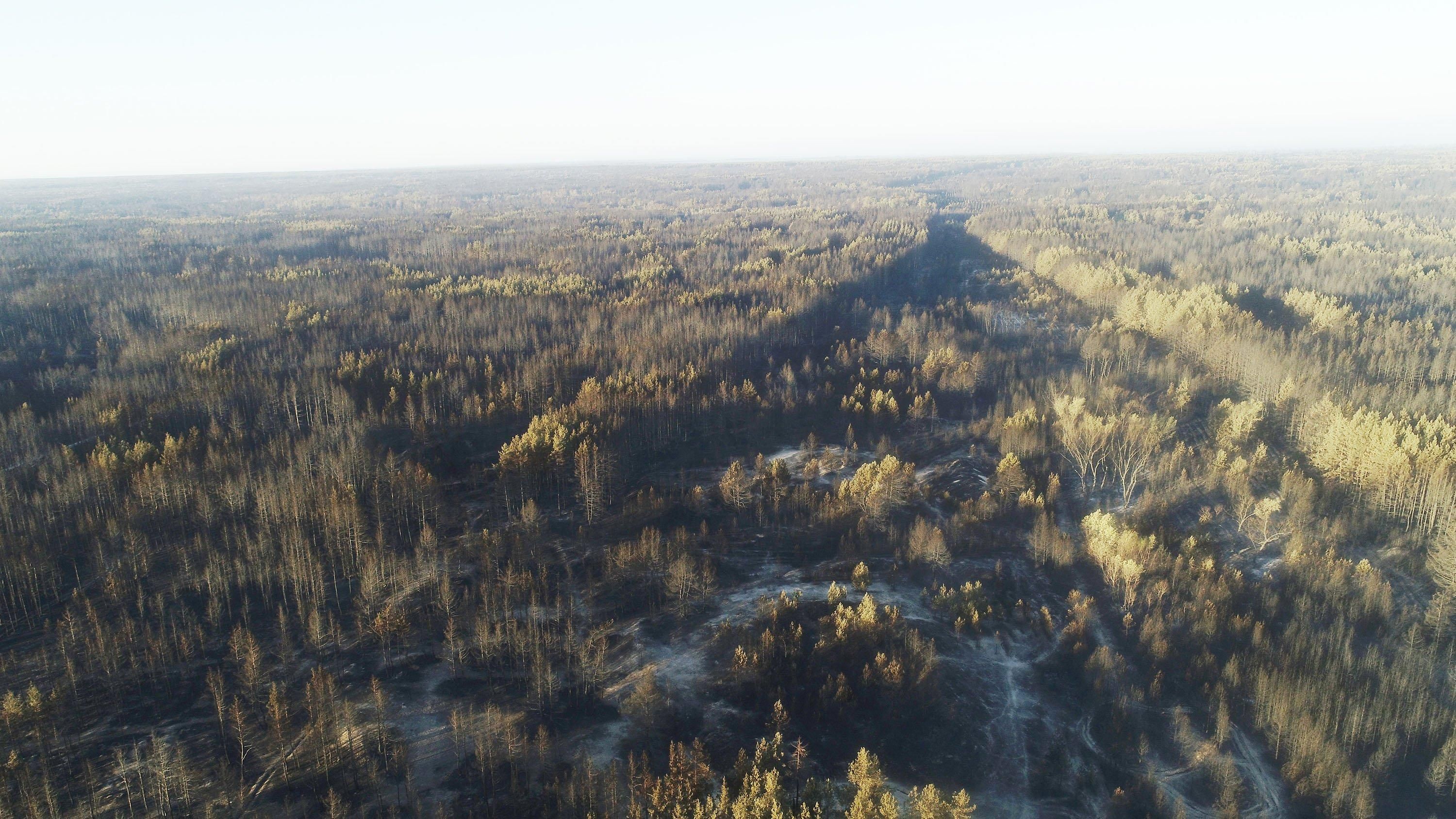 Збитки від лісових пожеж на Луганщині: в Держлісагенстві назвали шокуючі цифри