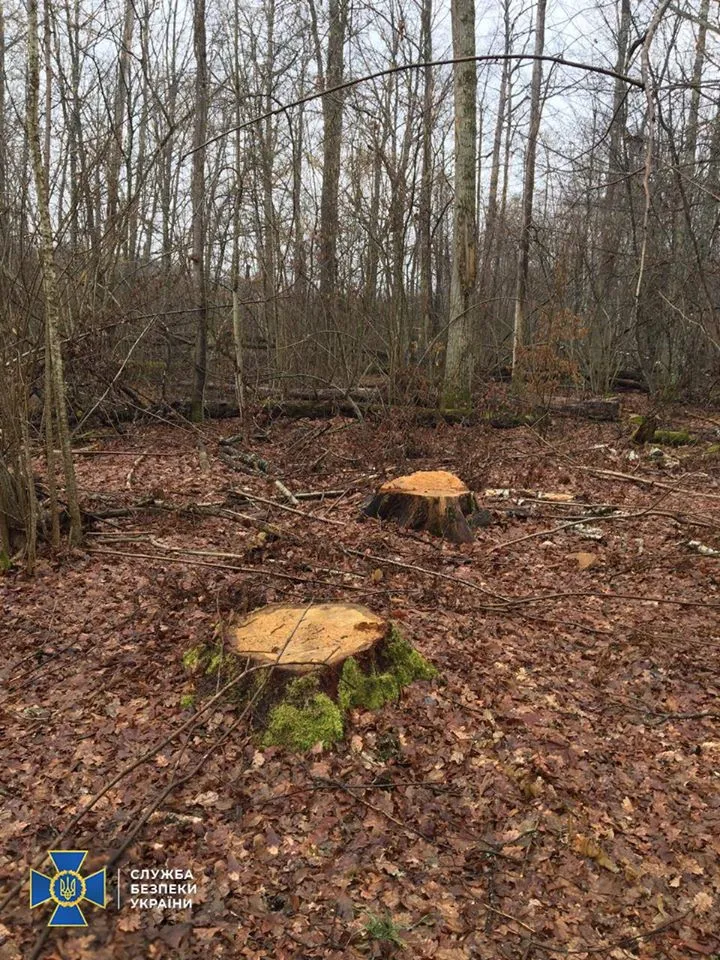 СБУ викрила масштабну вирубку лісів СБУ викрила масштабну вирубку лісів