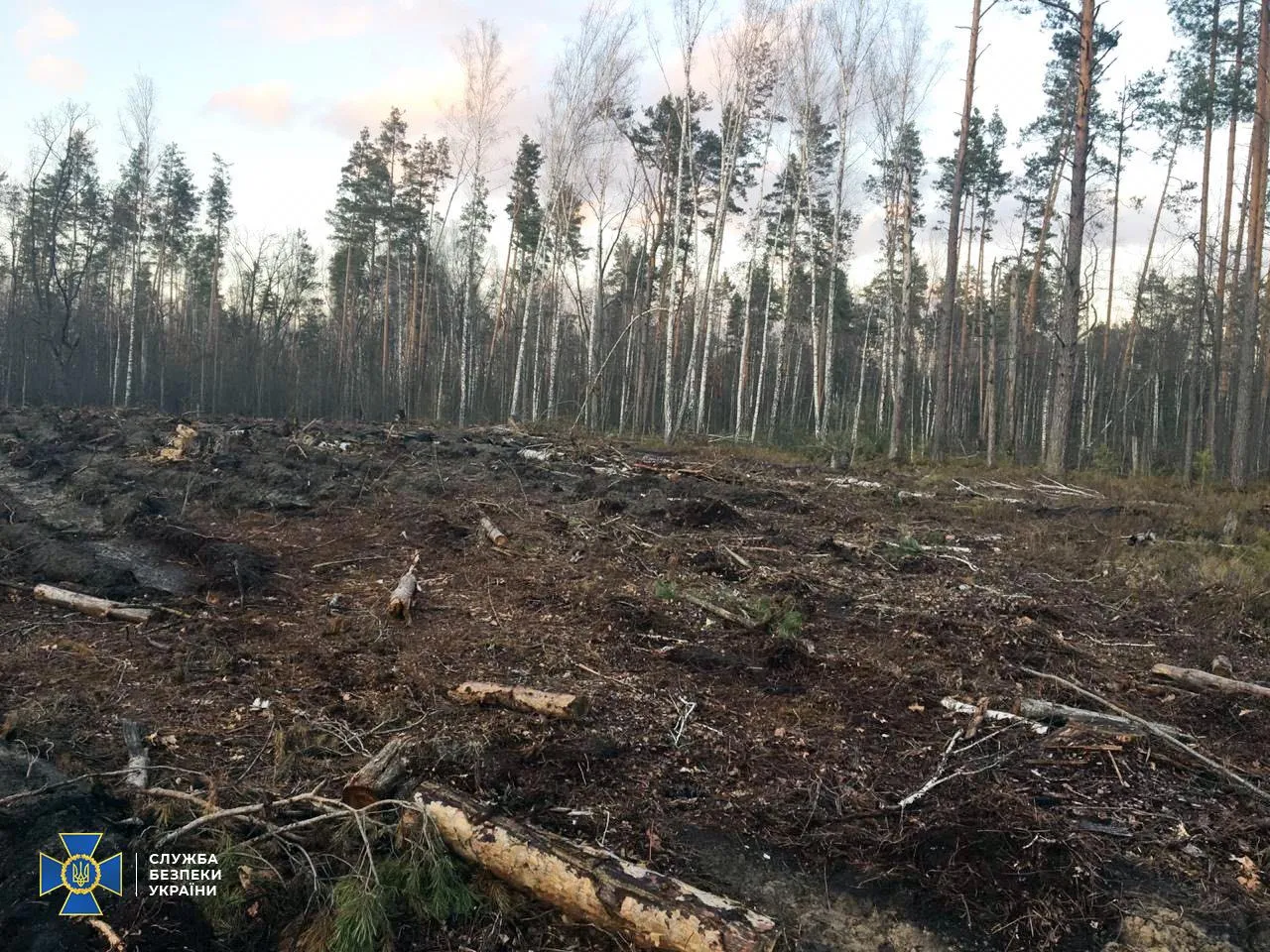 СБУ викрила масштабну вирубку лісів