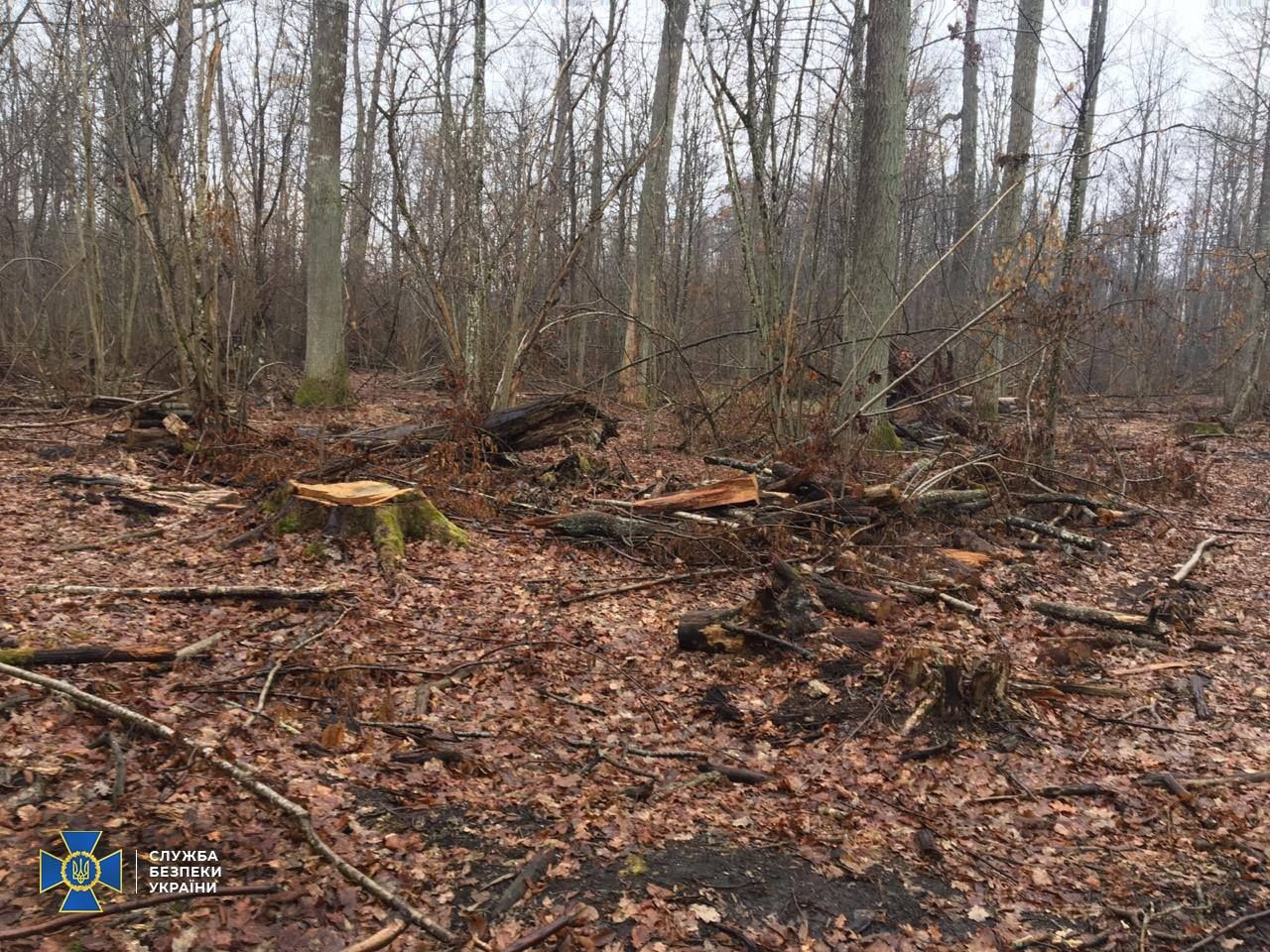 СБУ разоблачила масштабную вырубку лесов на Западе и Севере - фото СБУ разоблачила масштабную вырубку лесов на Западе и Севере - фото
