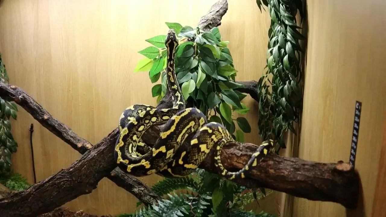 Австралієць живе з пітоном Австралієць живе з пітоном