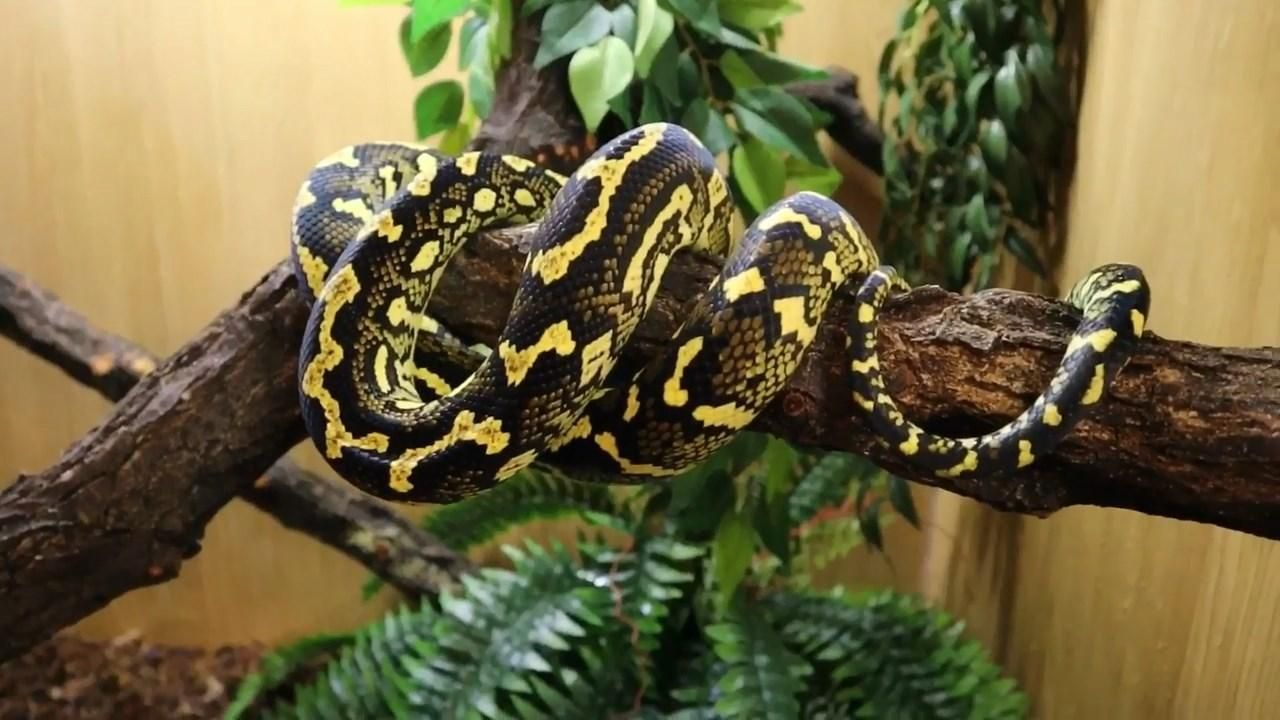 Австралиец спит в одной постели с питонами: фото, видео Австралиец спит в одной постели с питонами: фото, видео