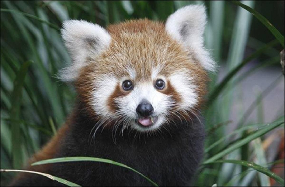 Редкая красная панда родилась в берлинском зоопарке: милое видео