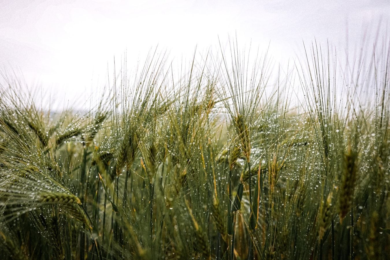 Погода 11 серпня 2020 Україна: яку погоду обіцяє синоптик Погода 11 серпня 2020 Україна: яку погоду обіцяє синоптик