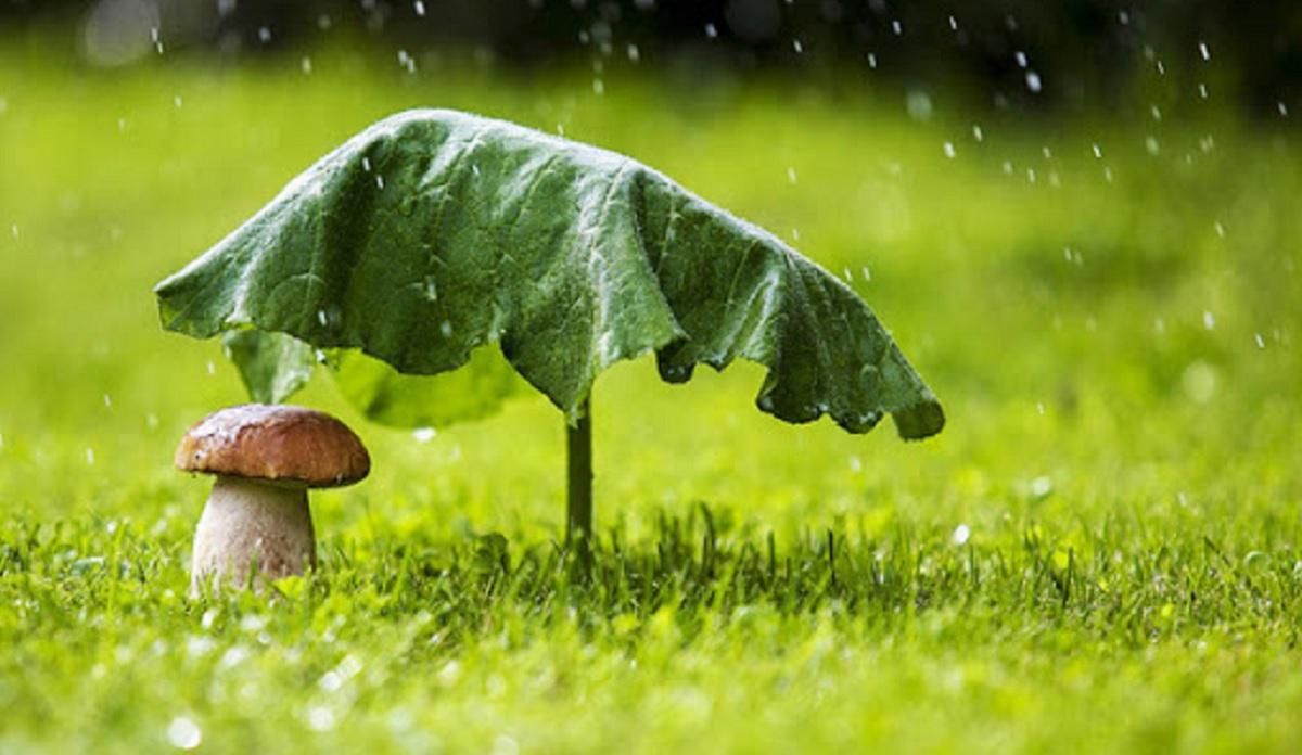 Погода 12 серпня 2020 Україна: яку погоду обіцяє синоптик Погода 12 серпня 2020 Україна: яку погоду обіцяє синоптик