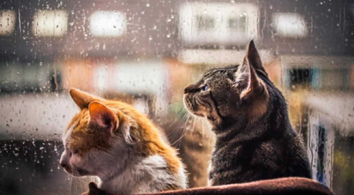 Погода 1 августа 2020 Украина: какую погоду обещает синоптик Погода 1 августа 2020 Украина: какую погоду обещает синоптик