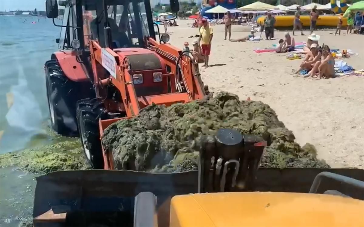 З одеських пляжів вивезли 200 тонн токсичних водоростей: вражаюче відео
