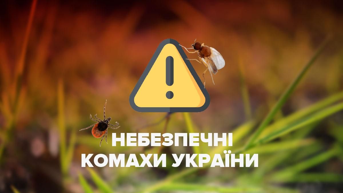 Найнебезпечніші комахи України: інфографіка