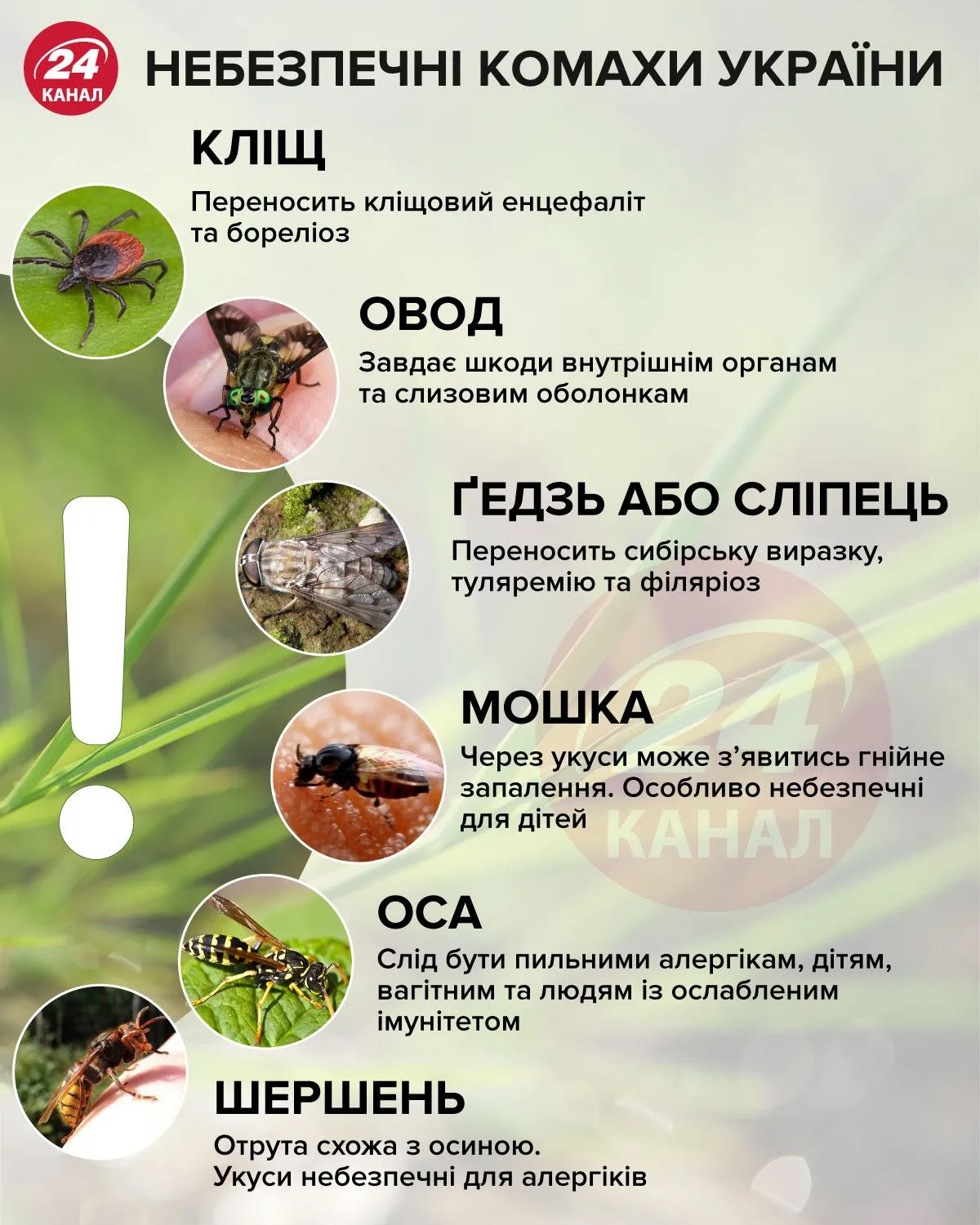Небезпечні комахи інфографіка 