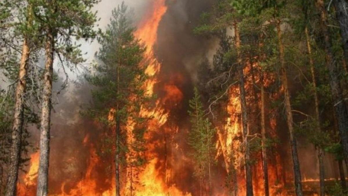 За пів року площа пожеж у лісах України зросла у 40 разів
