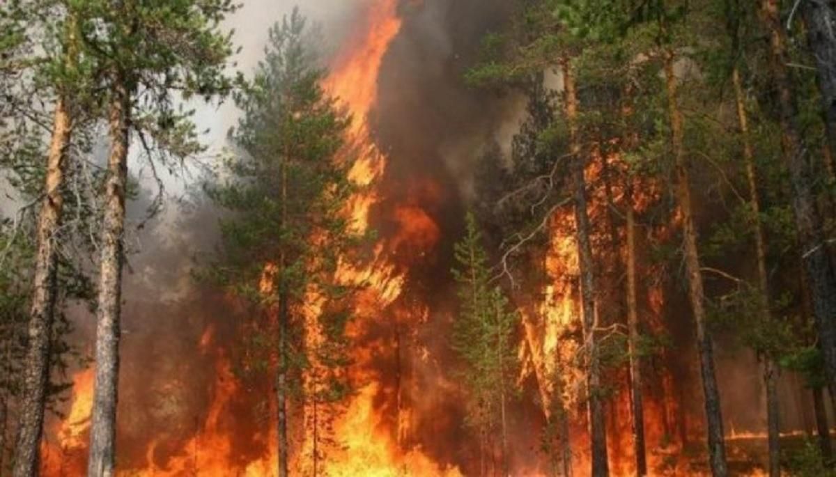 За пол года площадь пожаров в лесах Украины выросла в 40 раз