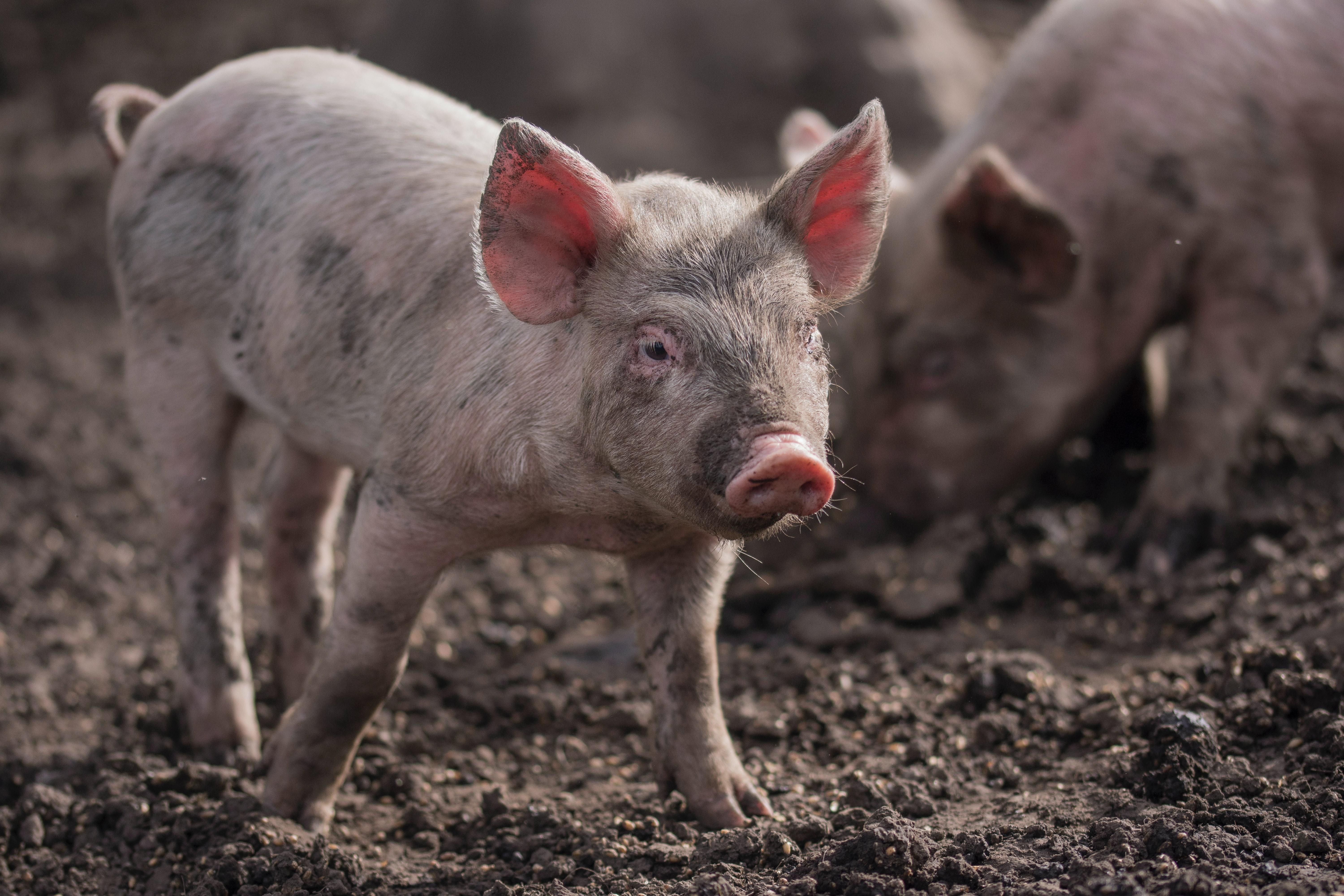 1,5 тысячи свиней сгорели заживо: масштабный пожар вспыхнул во Франции