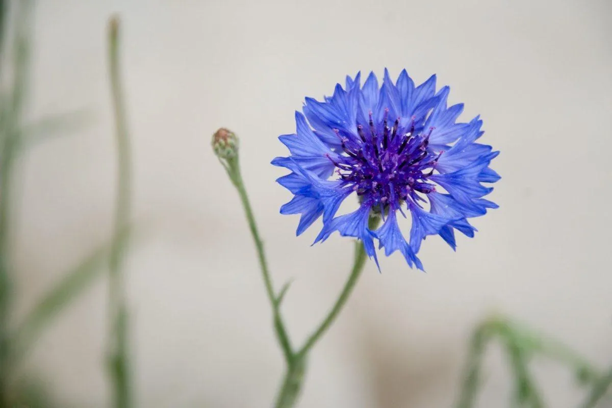 Волошка Волошка