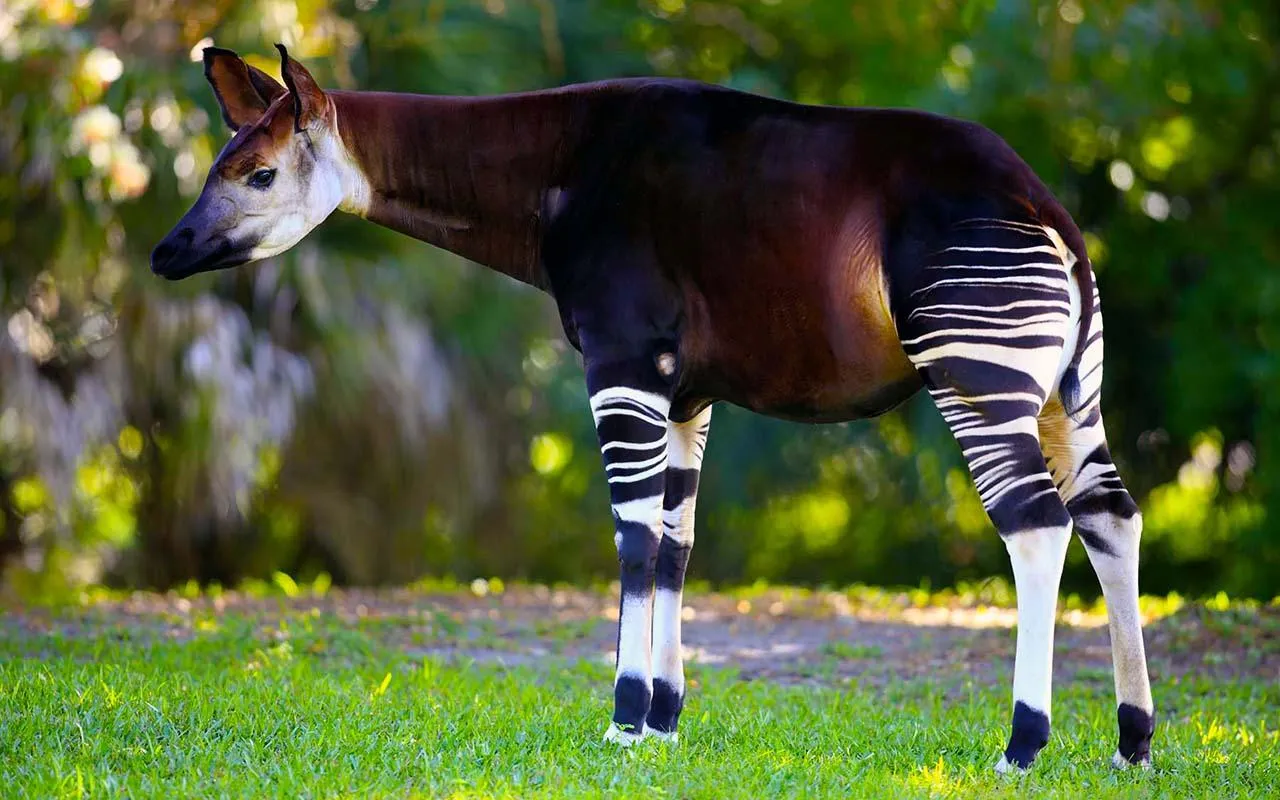 окапі окапі