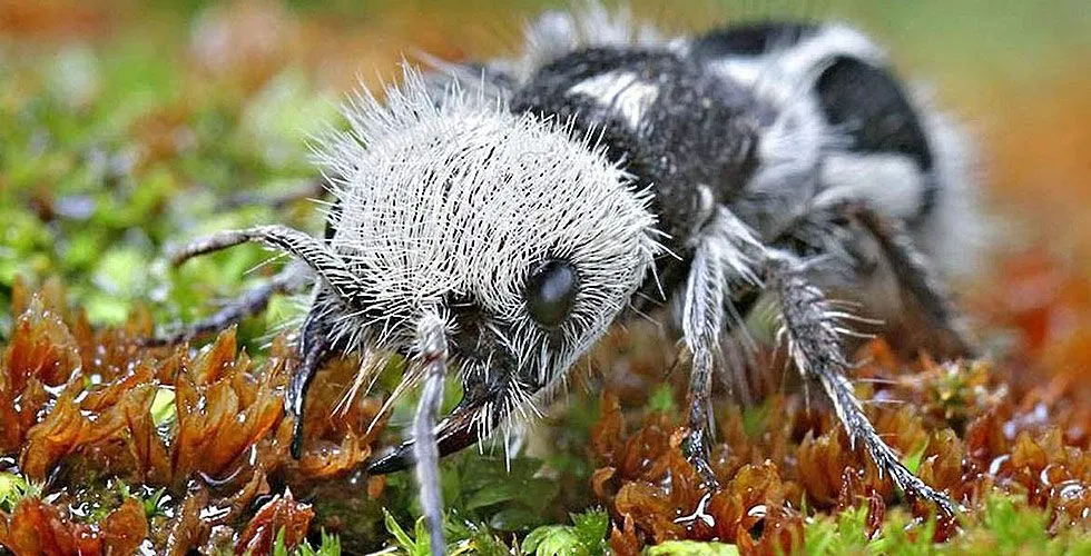 Мураха-панда Мураха-панда