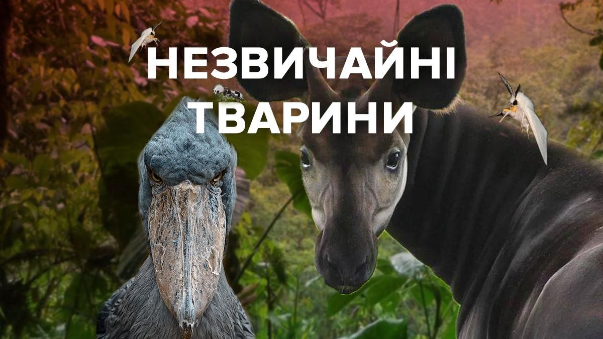 Всемирный день животных 2020: необычные животные, которых не везде увидишь Всемирный день животных 2020: необычные животные, которых не везде увидишь