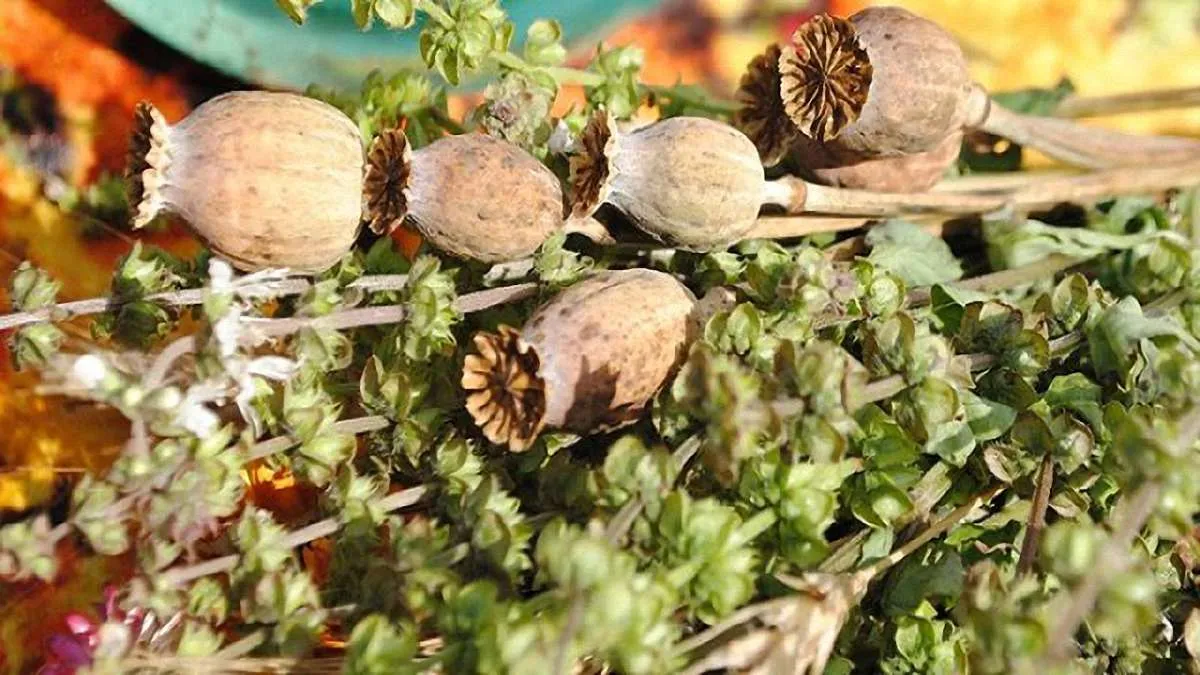 14 серпня святкують Маковія або Медовий Спас 14 серпня святкують Маковія або Медовий Спас