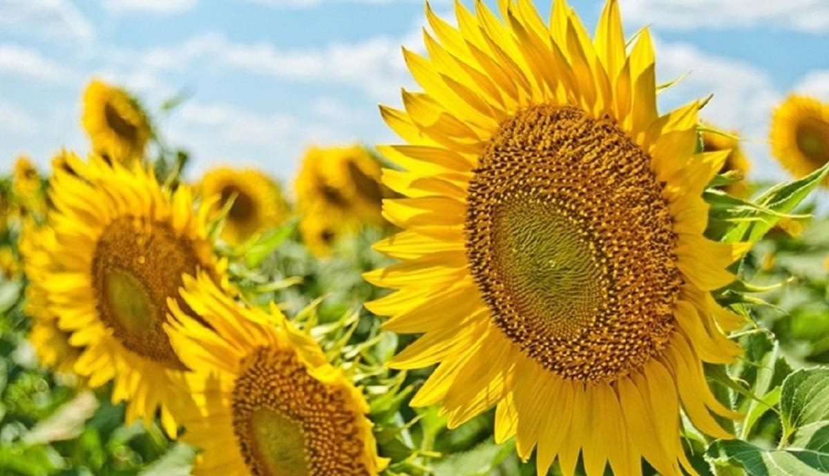 Погода 6 серпня 2020 Україна: яку погоду обіцяє синоптик Погода 6 серпня 2020 Україна: яку погоду обіцяє синоптик