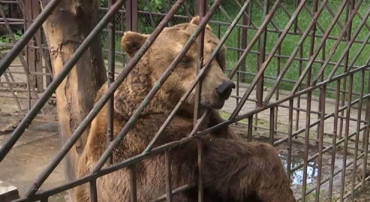 У Сочі ведмеді загризли дитину: тварин застрелили, аби дістати тіло